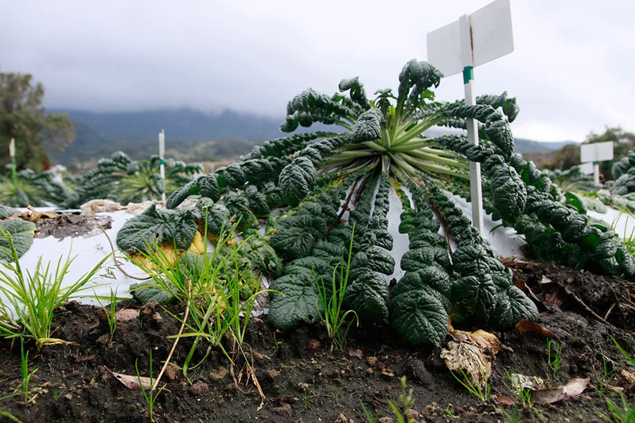 shadow-volcano-worlds-largest-daikon-radishes_02