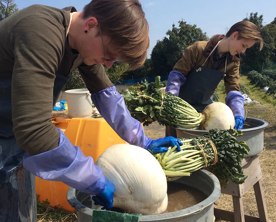 shadow-volcano-worlds-largest-daikon-radishes_10