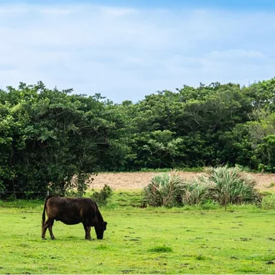Tokunoshima Island