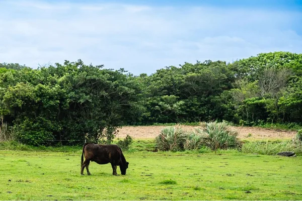 Tokunoshima Island