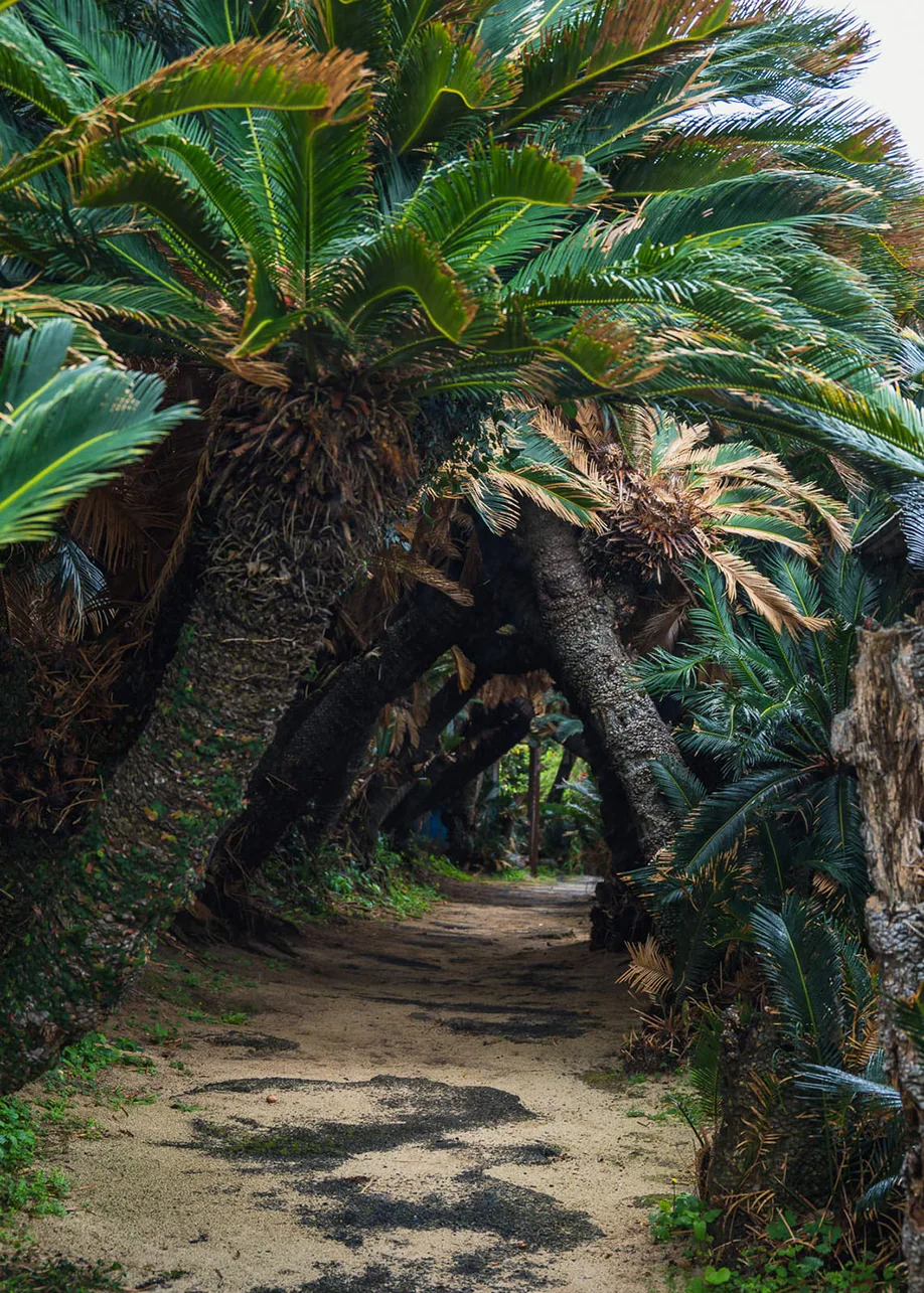 tokunoshima-island_13