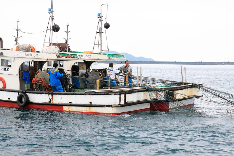 try-subtle-saltiness-kagoshimas-delicate-whitebait_04