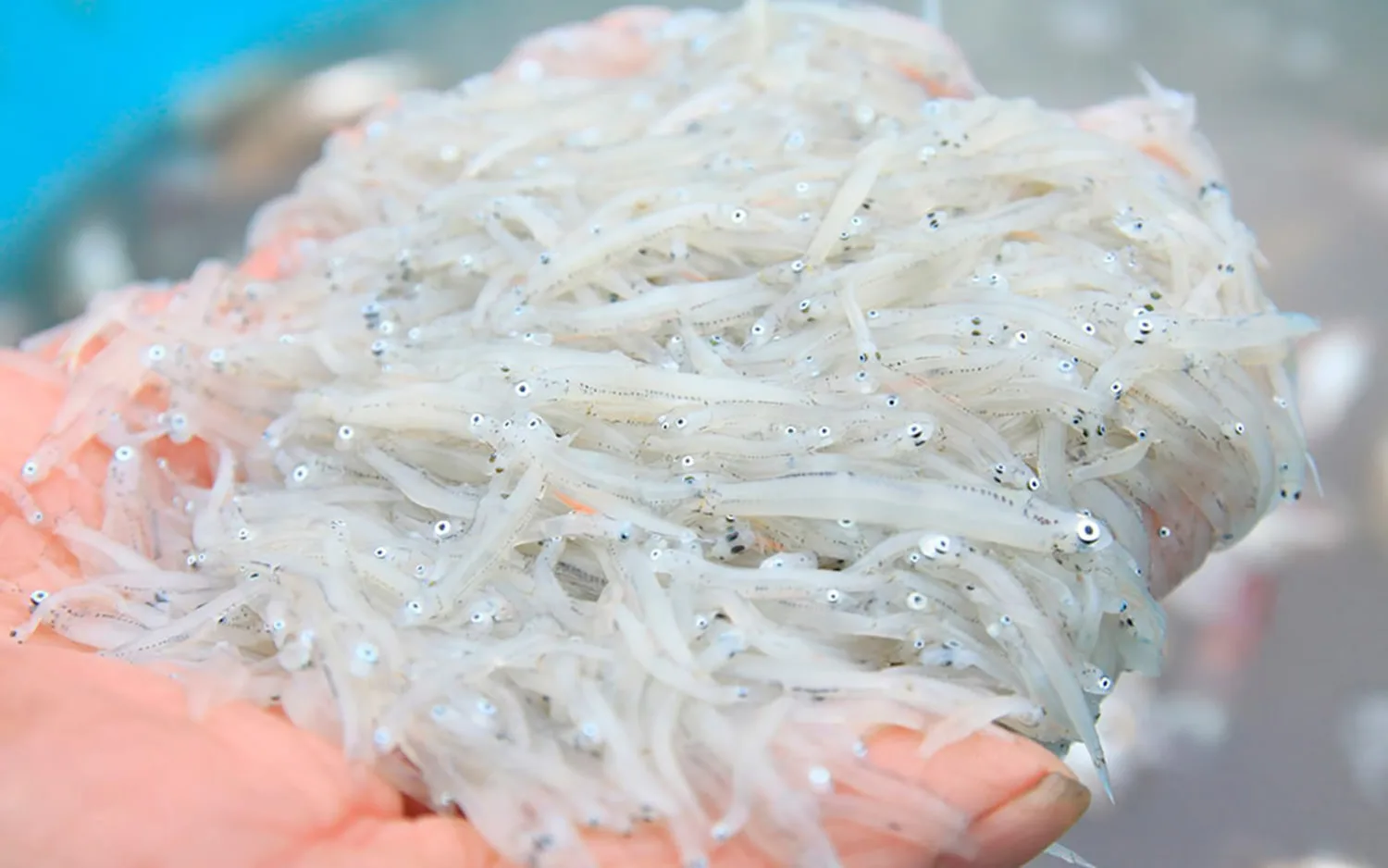 Try the subtle saltiness of Kagoshima's