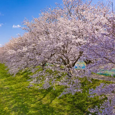 Ukiha, The Cherry Blossom Tree Path of Nagarekawa
