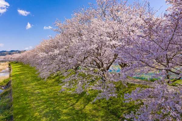 Ukiha, The Cherry Blossom Tree Path of Nagarekawa