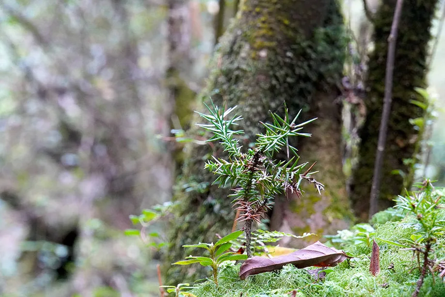 yahkushima-trekking_04