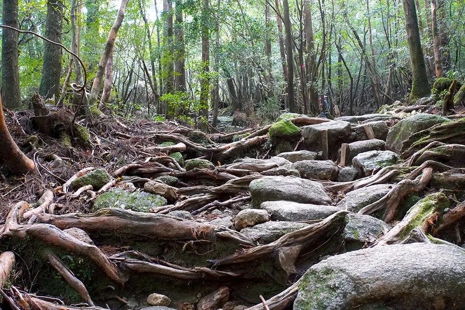 yahkushima-trekking_05