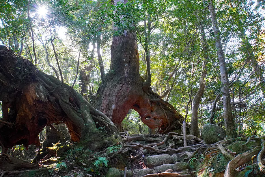 yahkushima-trekking_06