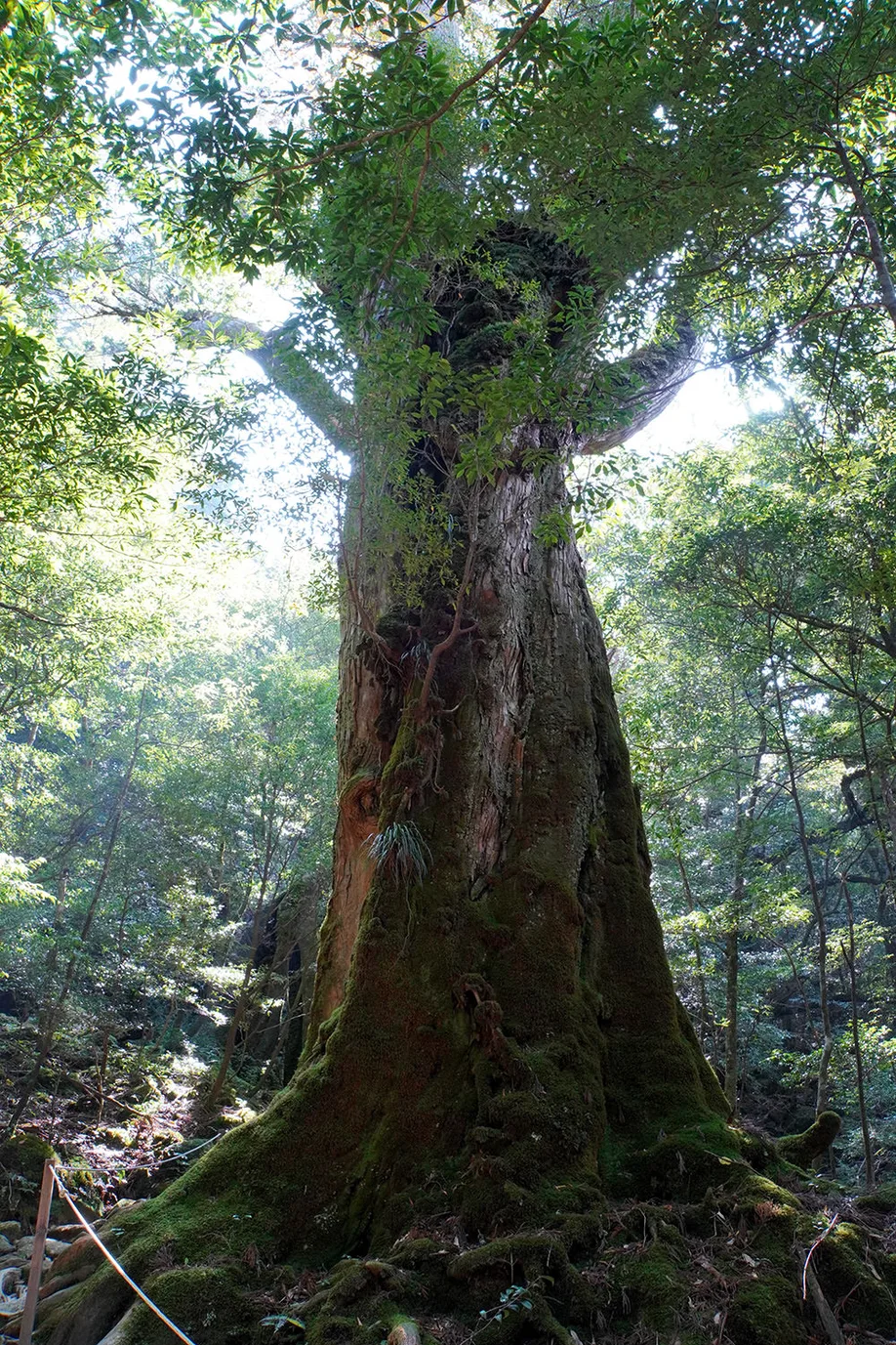 yahkushima-trekking_09