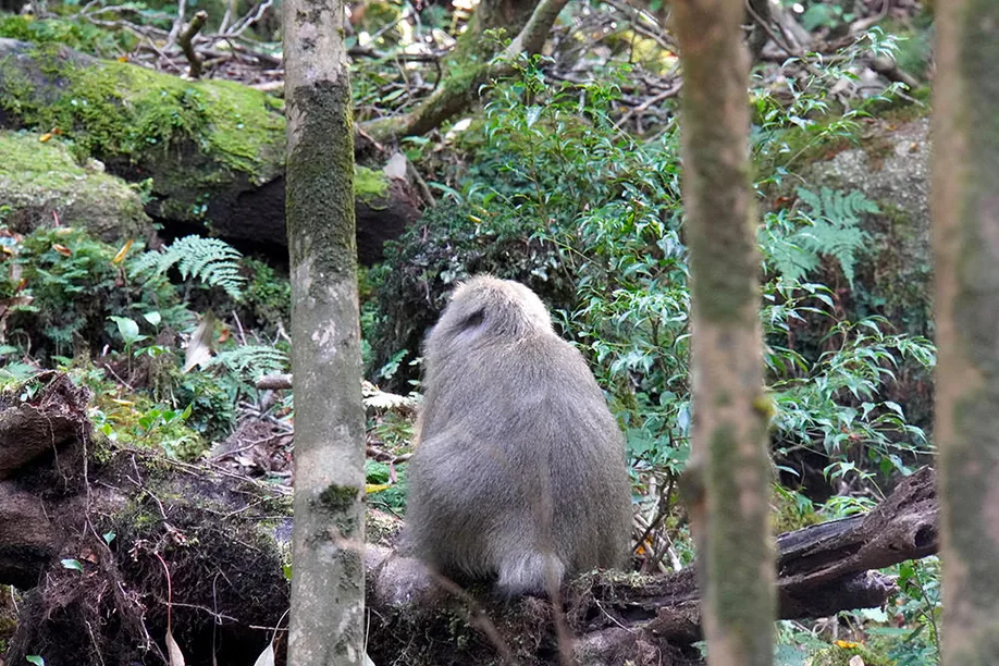 yahkushima-trekking_10
