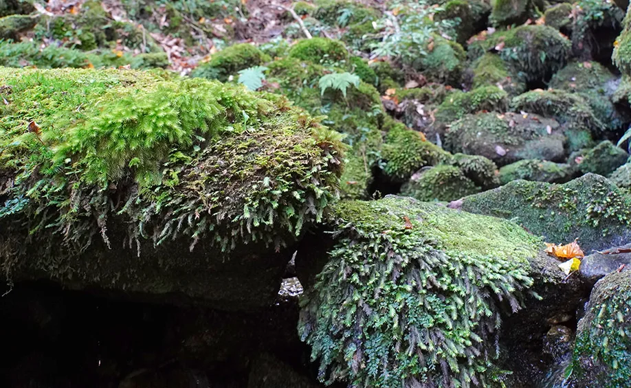 yahkushima-trekking_14