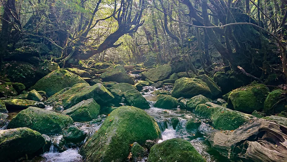 yahkushima-trekking_15