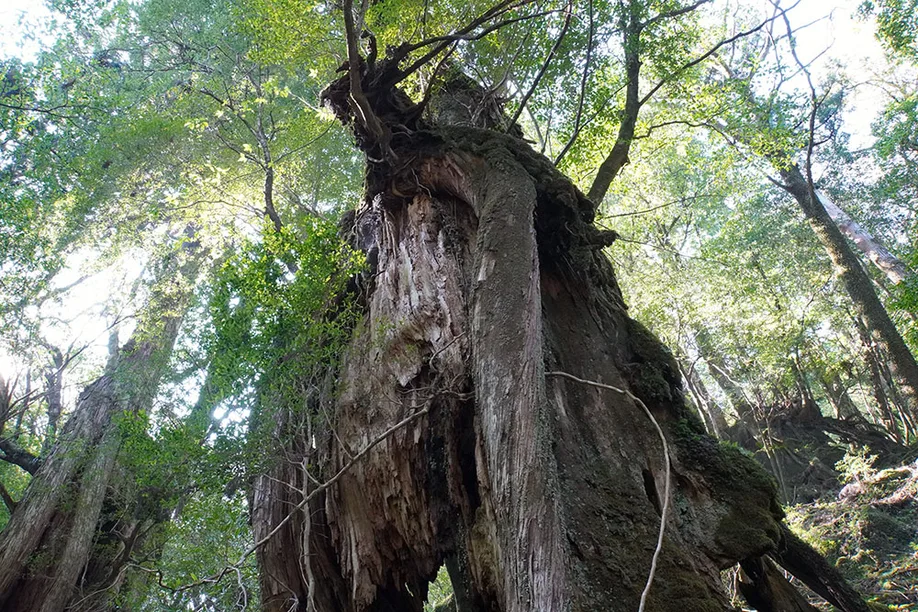 yahkushima-trekking_18