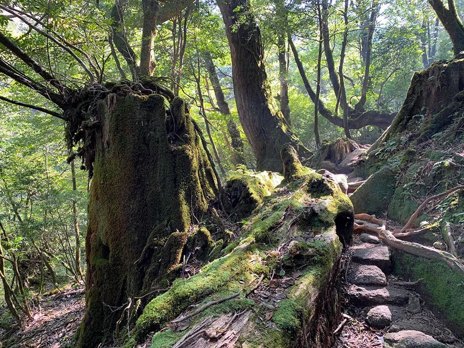 yahkushima-trekking_19