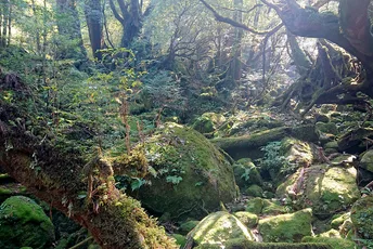 Yakushima:Trekking through Japan’s thousands-year-old forest