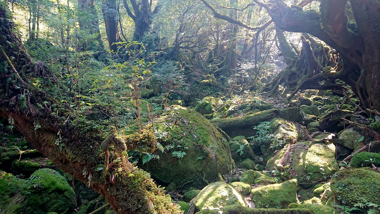 Yakushima