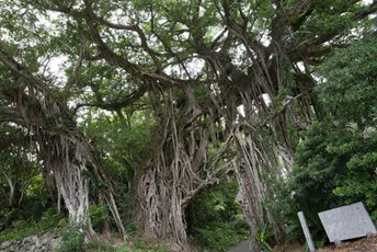 Yakushima:Feeling the Island