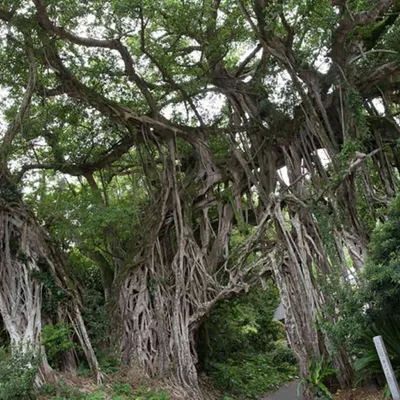 Yakushima
