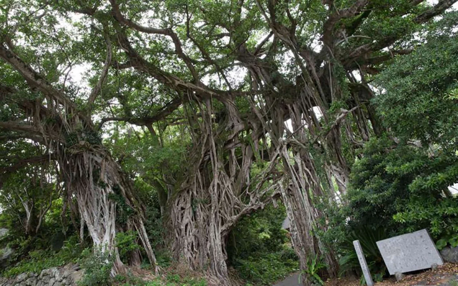 Yakushima