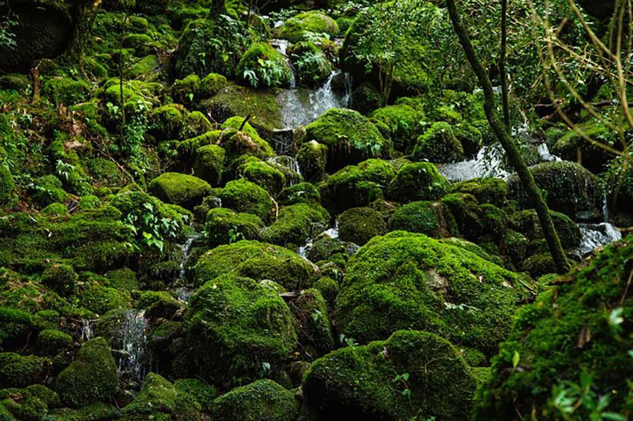 yakushima-island-divinity_04