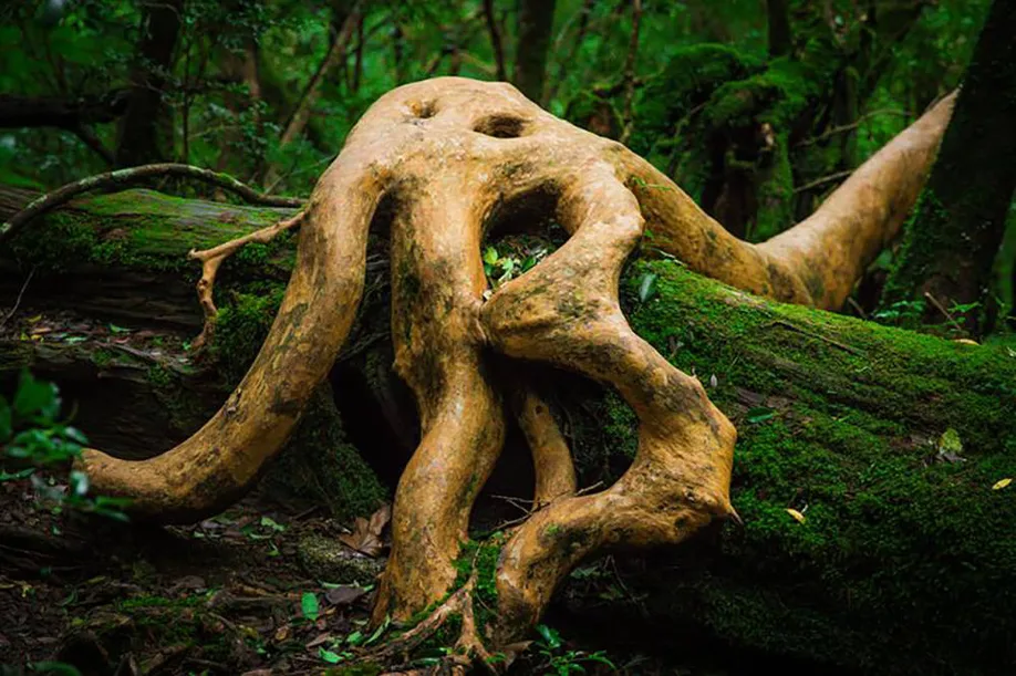 yakushima-island-divinity_05