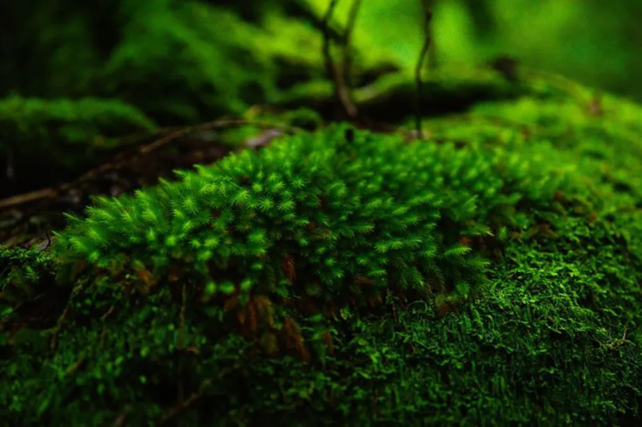 yakushima-island-divinity_06