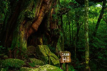 Yakushima:Island of Divinity