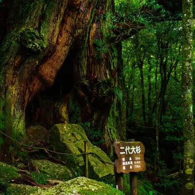 Yakushima
