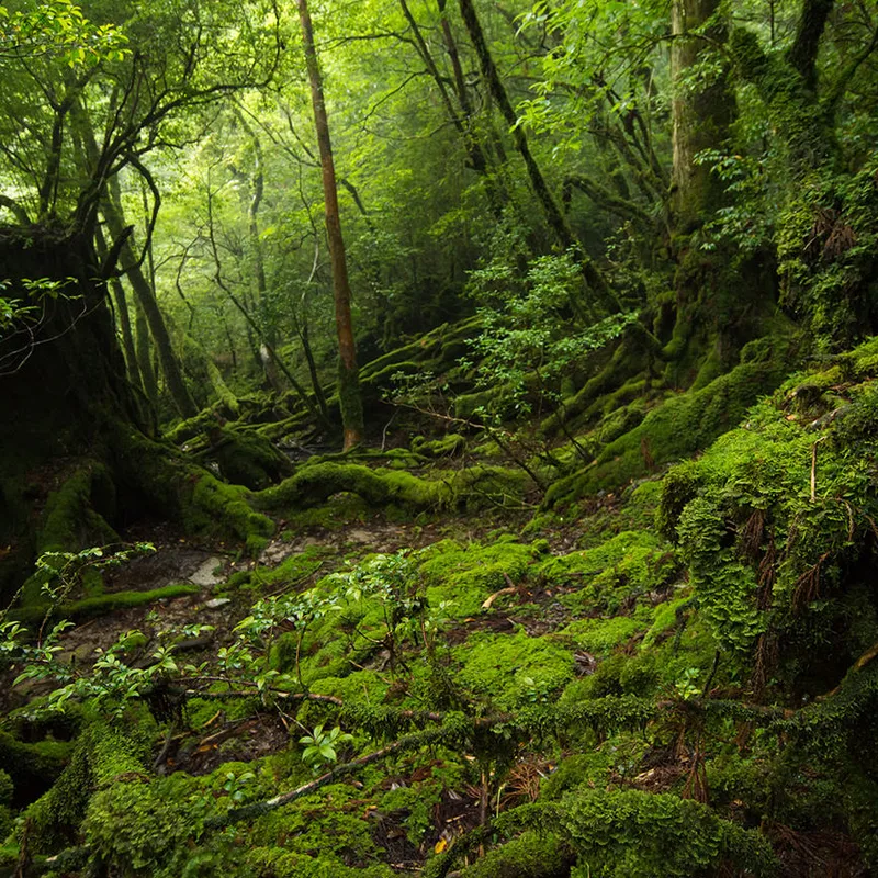Yakushima